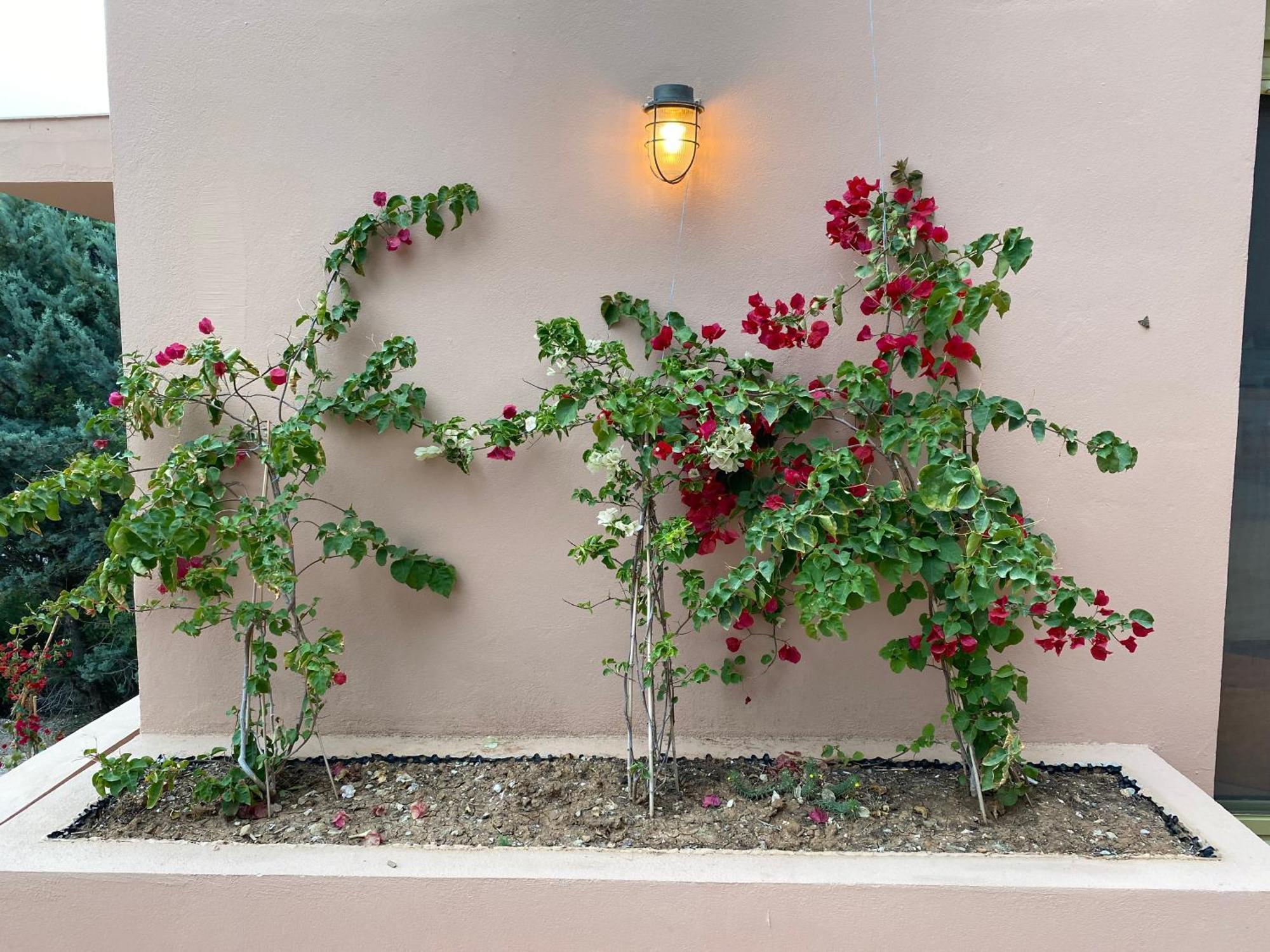 Askalosia Villa Áyios Yeóryios Bagian luar foto