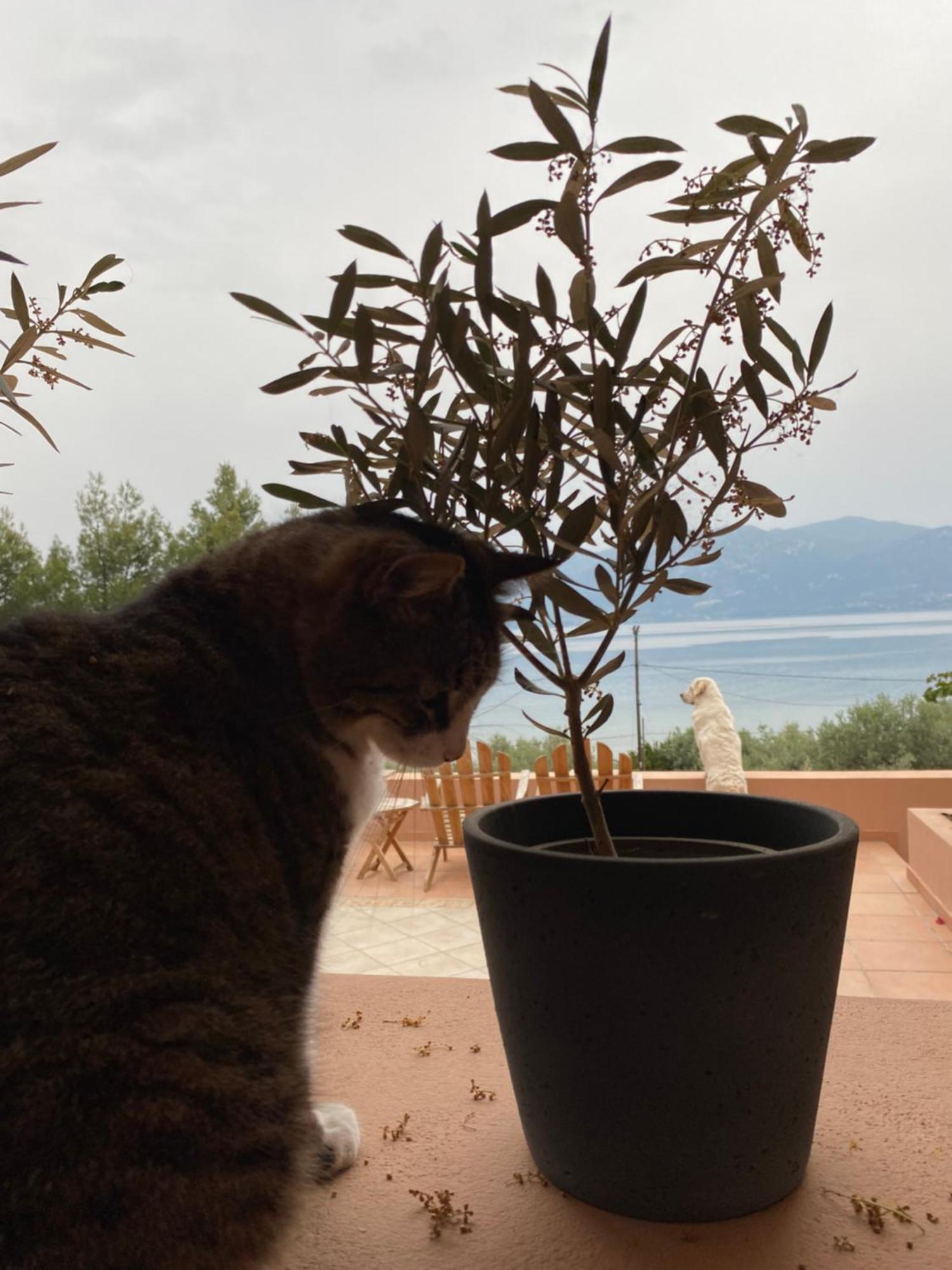 Askalosia Villa Áyios Yeóryios Bagian luar foto
